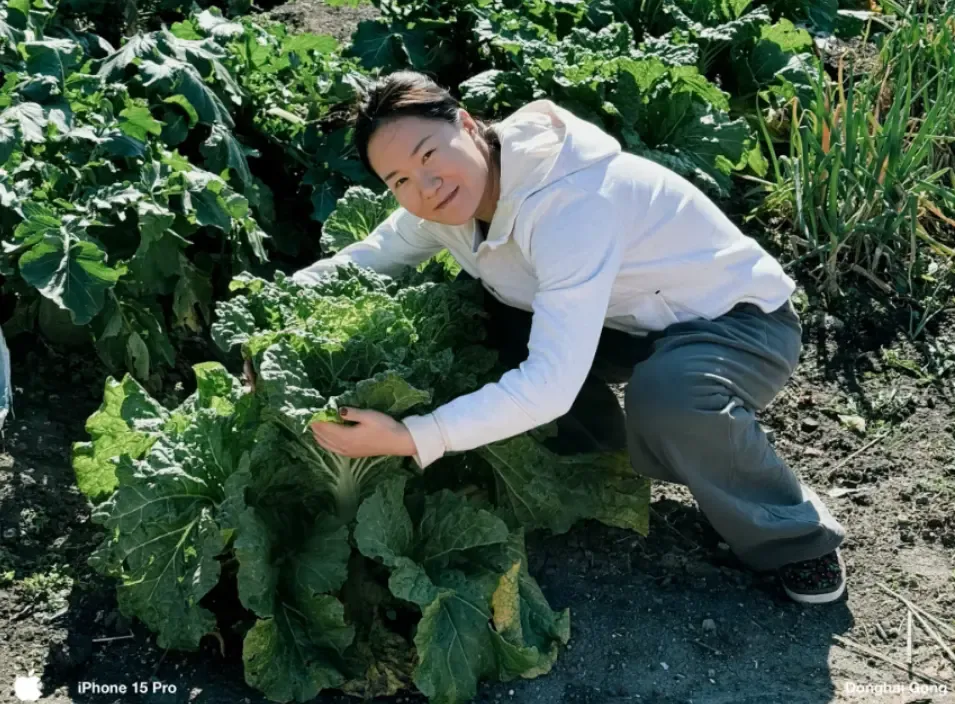 菜园里的大白菜