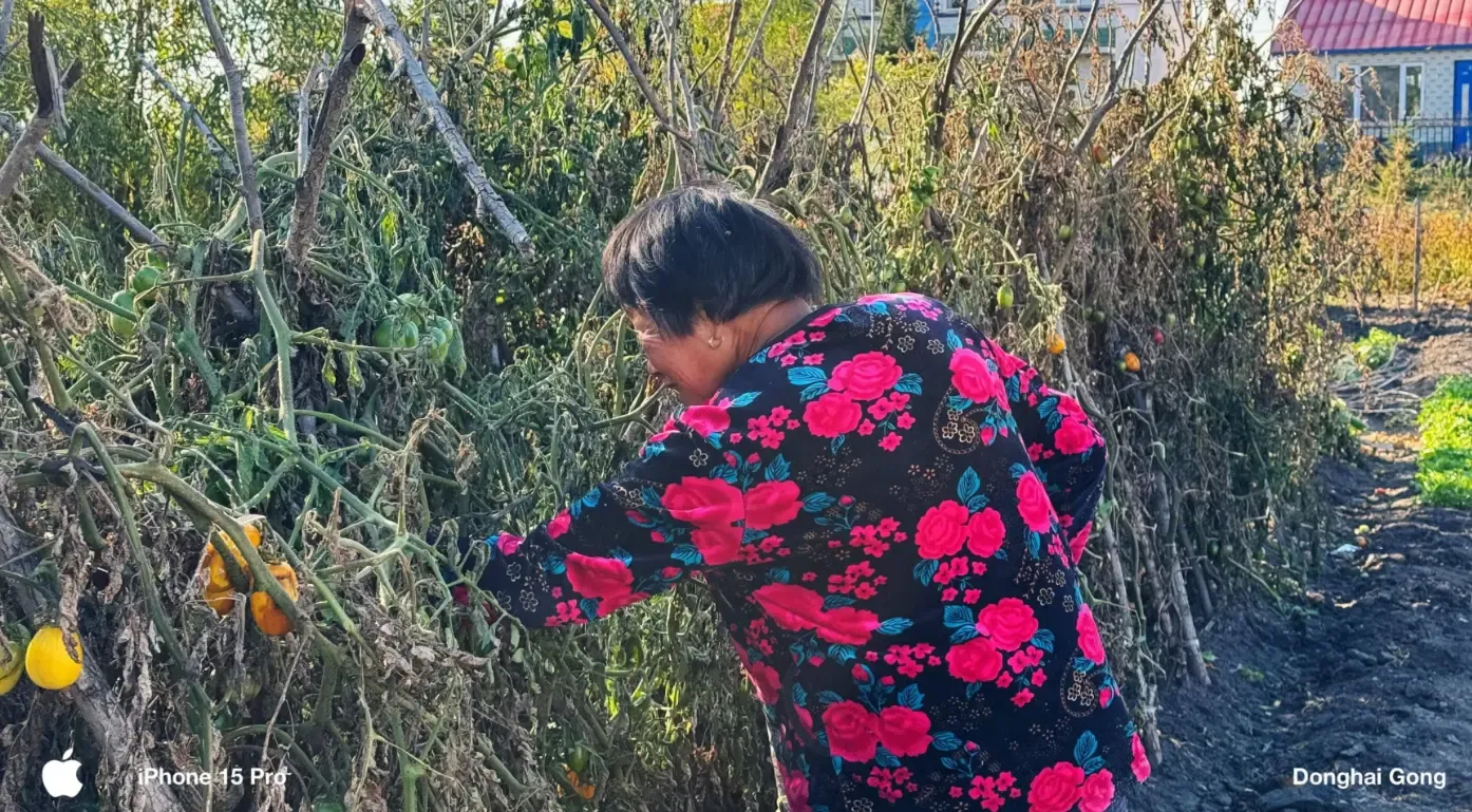 奶正在采摘柿子