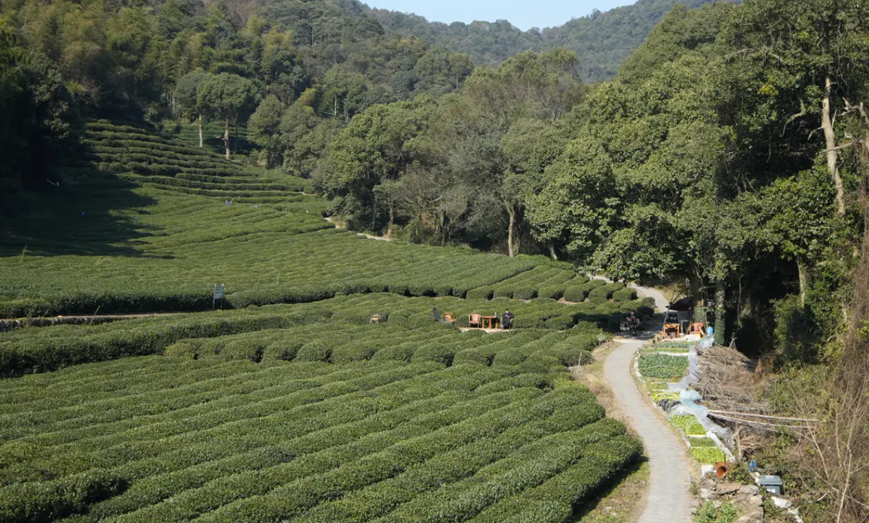 下山的林间小路