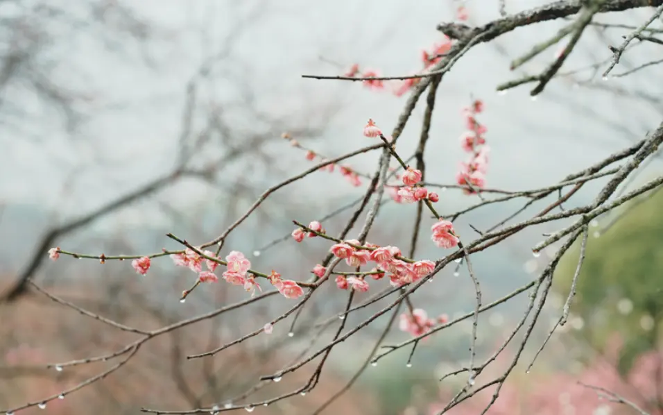 梅花2