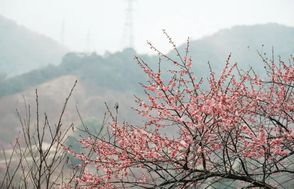 梅花3