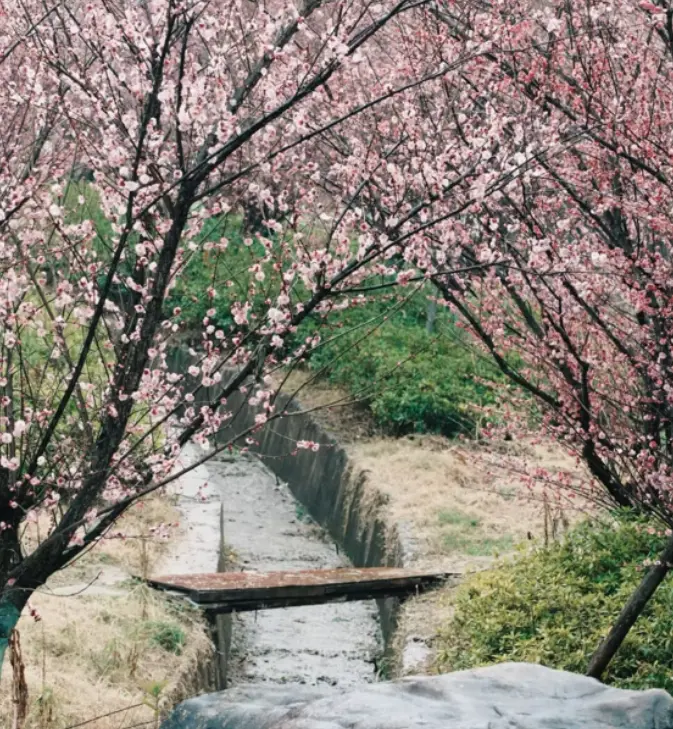 梅花丛